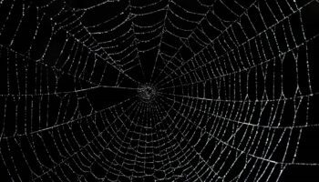 What is the Dark Web and Why Should We Care?  